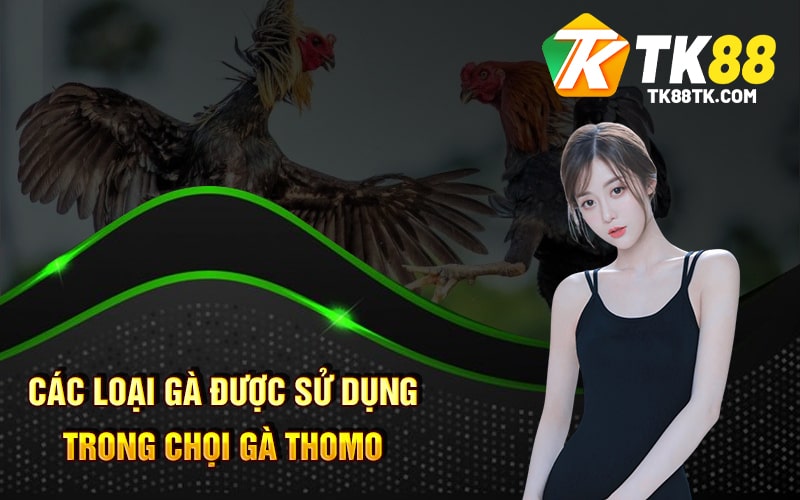Chọi Gà Thomo - Tận Hưởng Cá Cược - Sự Kiện Hấp Dẫn 3 Các loại gà được sử dụng trong Chọi Gà Thomo