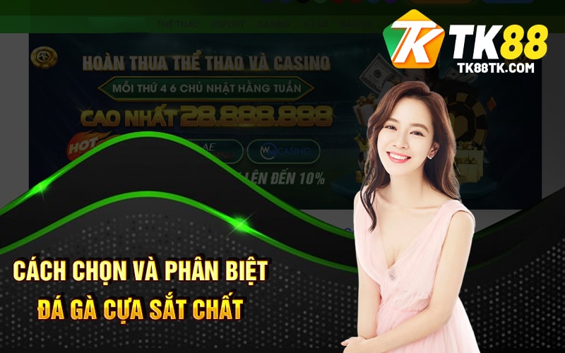 Đá Gà Cựa Sắt - Cá Cược Gà Đá Trực Tuyến Online Hiện Nay 2 Cách Chọn Và Phân Biệt Đá Gà Cựa Sắt Chất Lượng