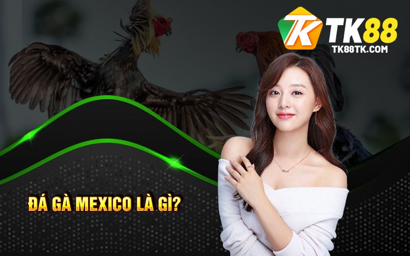 Đá Gà Mexico Là Gì? Kích Thích - Hồi Hộp Độc Đáo Của Chiến Kê 1 Đá Gà Mexico là gì?