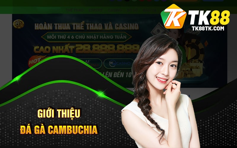 Đá Gà Cambuchia - Tận Hưởng Giấy Phút Căng Thẳng Của Chiến Kề 1 Giới Thiệu Đá Gà Cambuchia