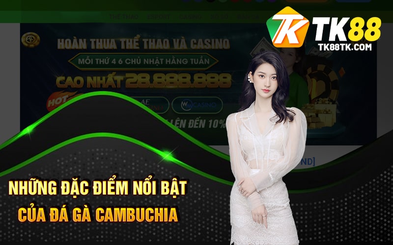 Đá Gà Cambuchia - Tận Hưởng Giấy Phút Căng Thẳng Của Chiến Kề 2 Những Đặc Điểm Nổi Bật Của Đá Gà Cambuchia
